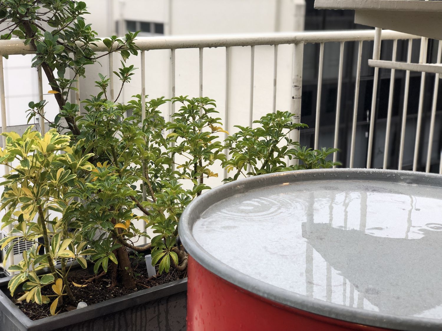 雨にも負けず、雨が上がるのを信じて待っている